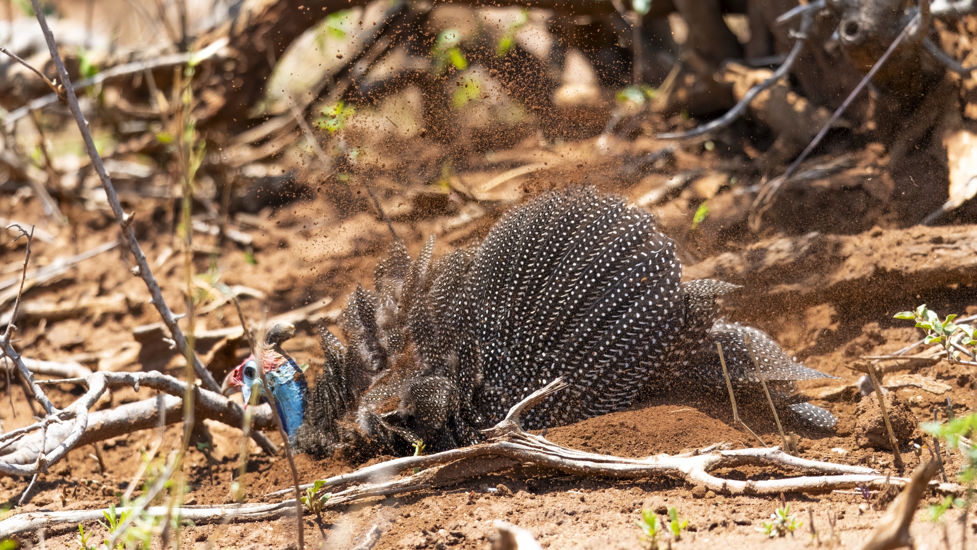 Kruger25 2025 11 01 11 12 26 ILCE 1M2 3067